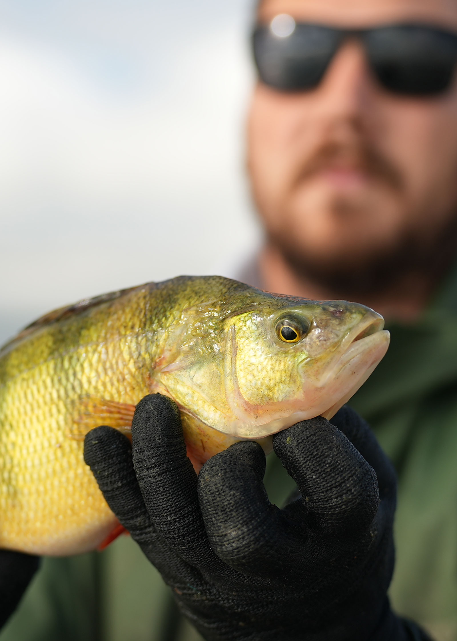 A nice yellow perch netted in fall by Game and Fish Department fisheries biologists.