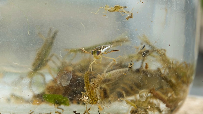 Some aquatic invertebrates in a jar