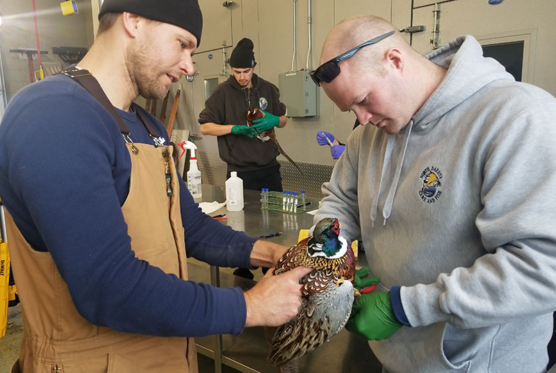 Biologists working with pheasant in the lab