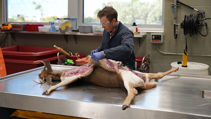 Vet doing a necropsy on a deer