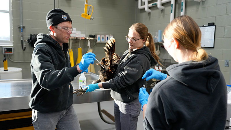 Vet taking sample from turkey