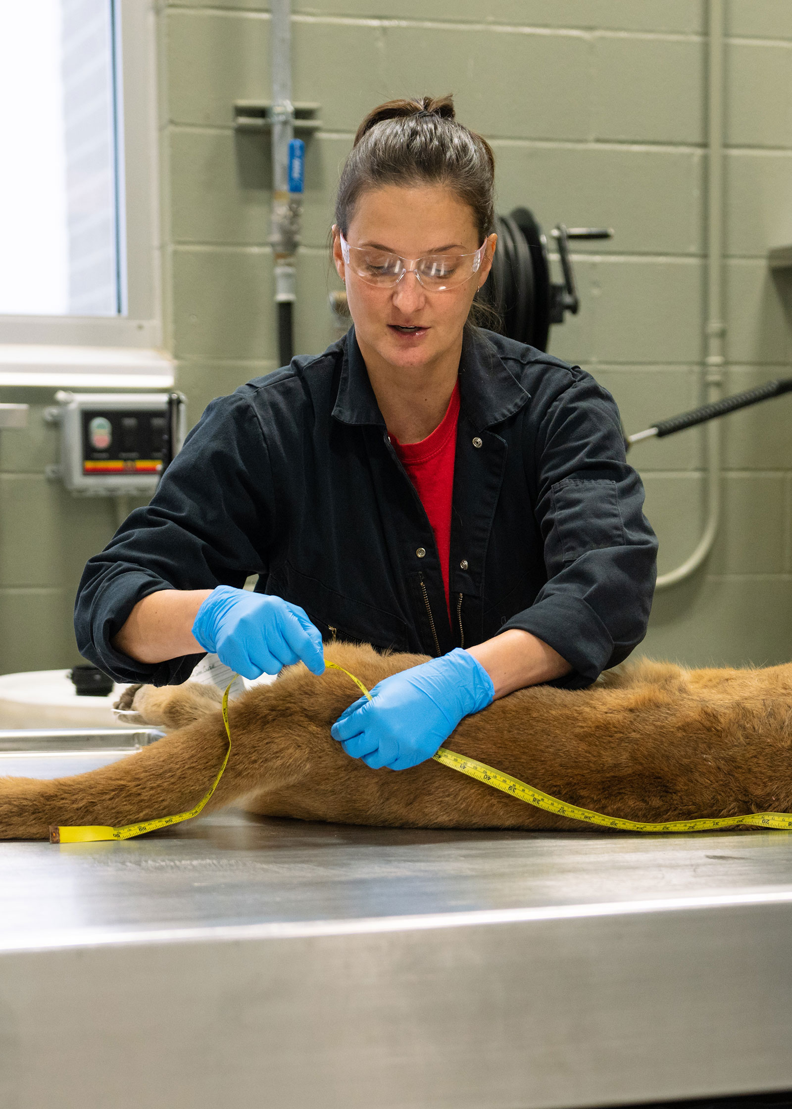 Stephanie Tucker, Game and Fish Department game management section leader, measures a mountain lion in the Department’s wildlife health lab.