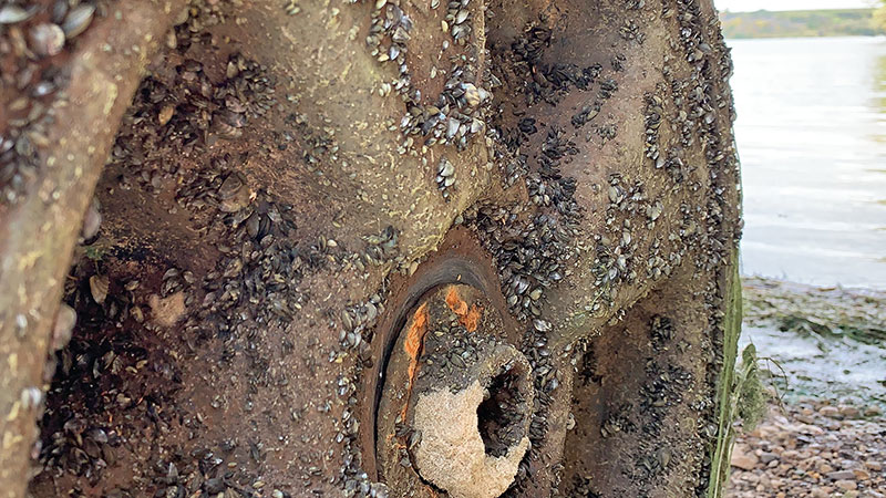 Zebra mussels on a dock wheel