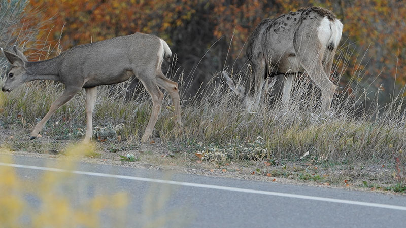 Mule deer near side of road