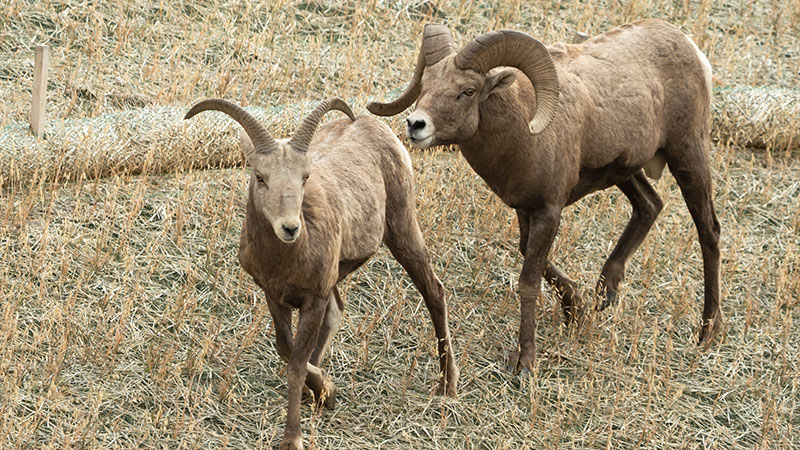 Two bighorn sheep