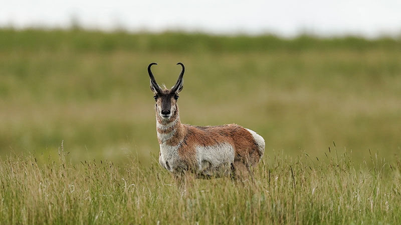 Pronghorn