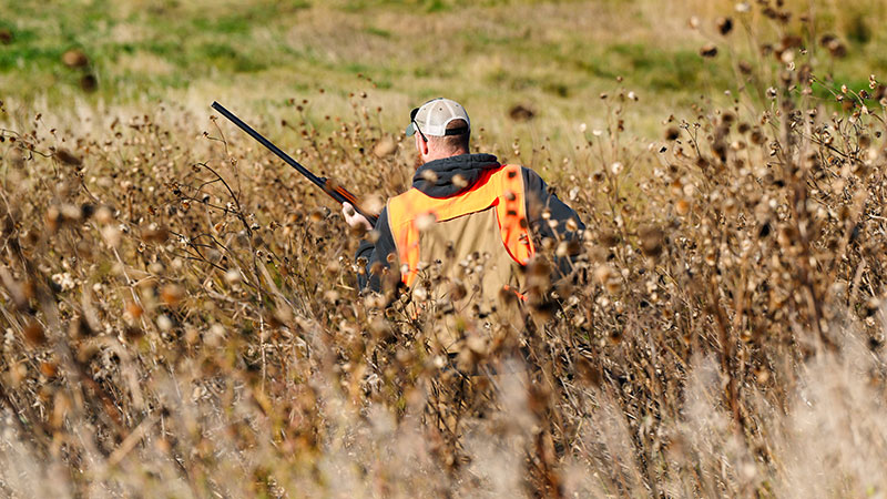 Upland game hunter in the field