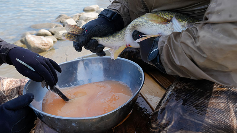 Biologists taking eggs from walleye