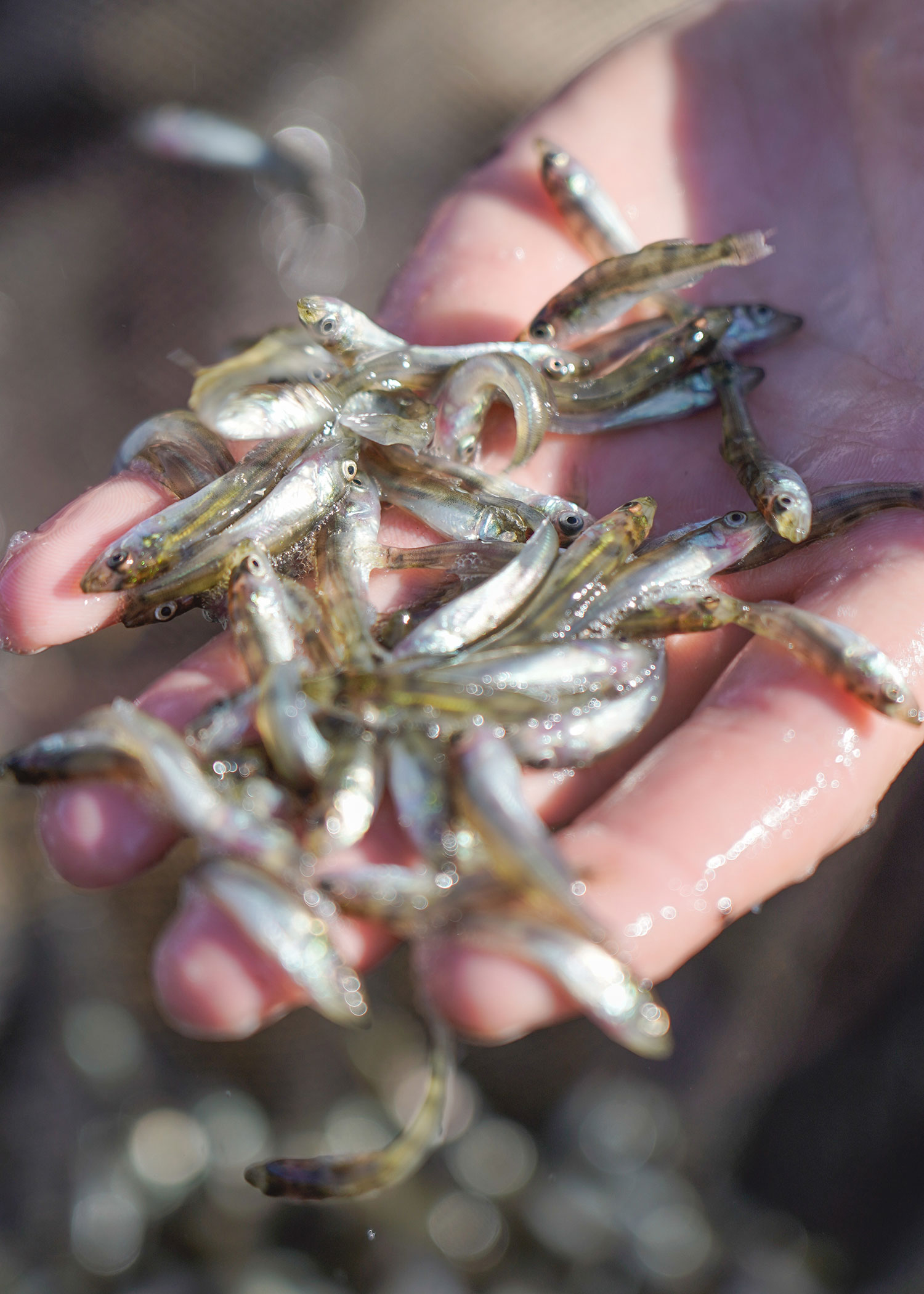 Walleye fingerlings