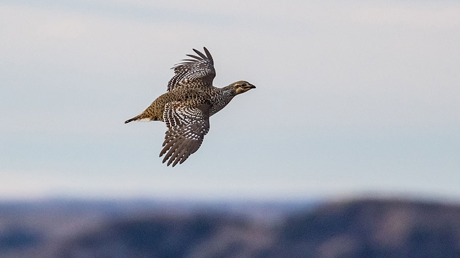 Sharp-tailed grouse flying