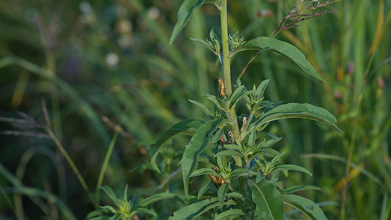 Plants with grasshoppers climbing them