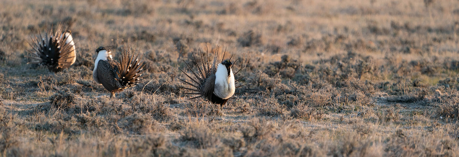 Sage grouse on a lek