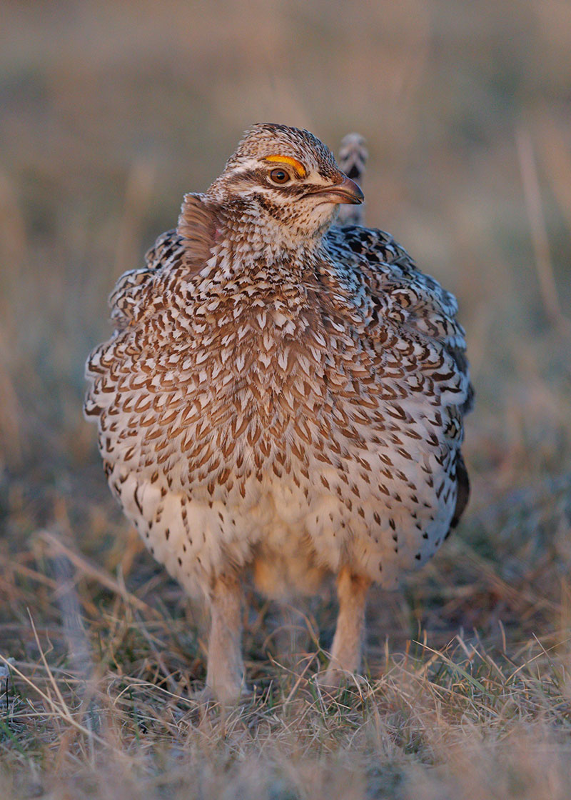 Sharp-tailed grouse
