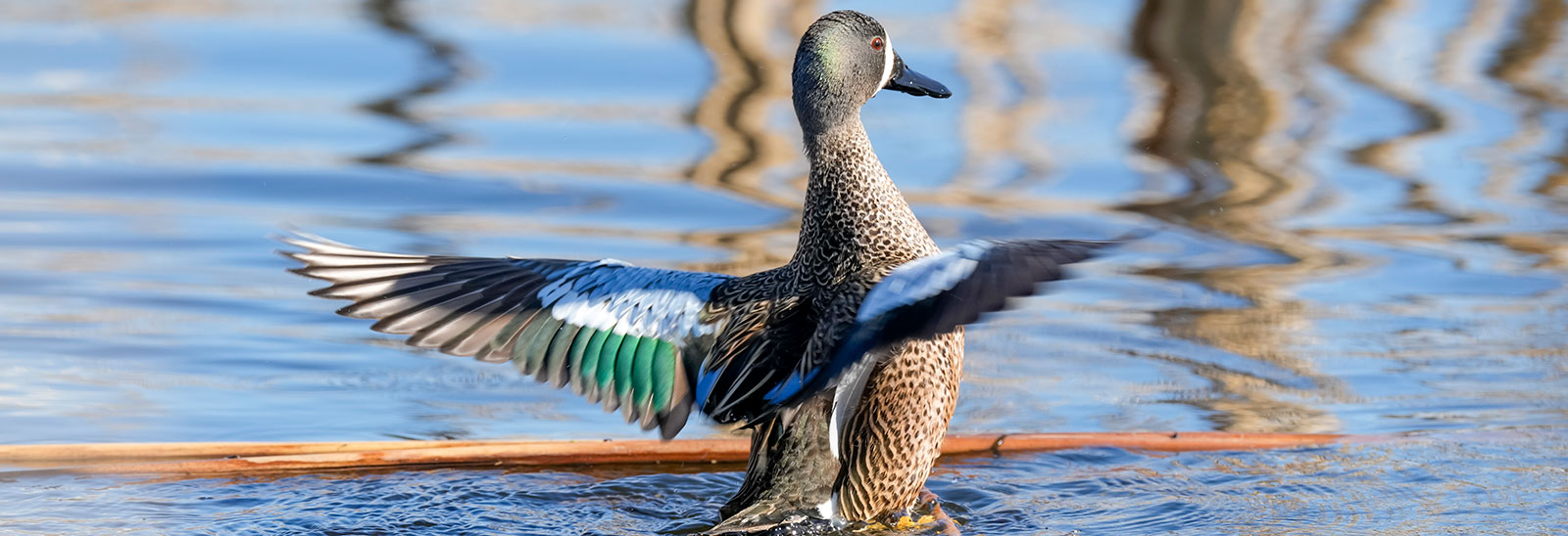 Dog among decoys carrying harvested duck