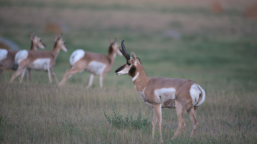 Pronghorn buck watching herd run by