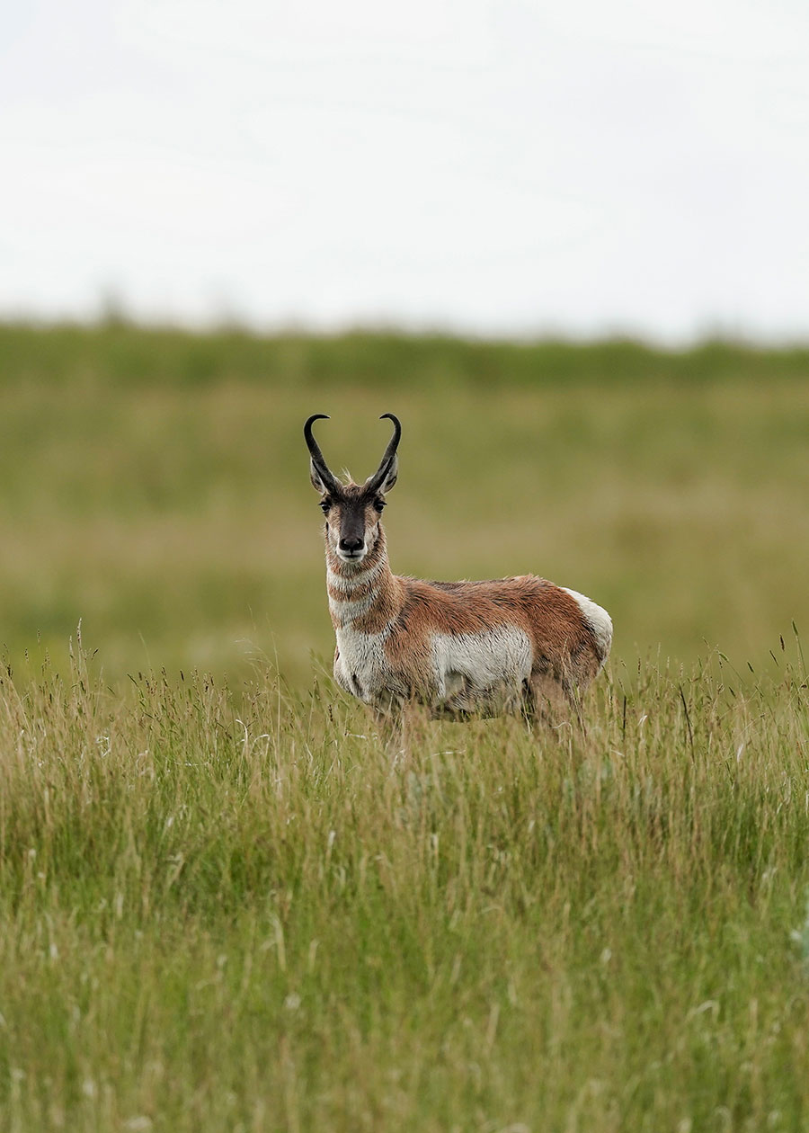 Pronghorn buck in green field