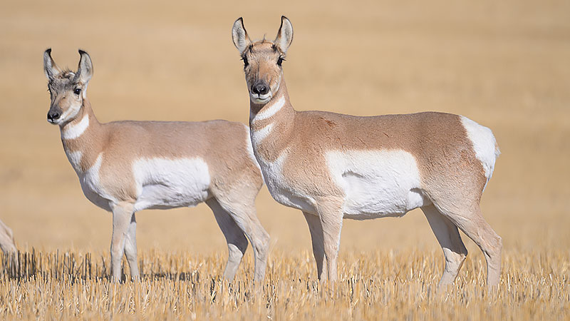 Two pronghorn in brown stubble field