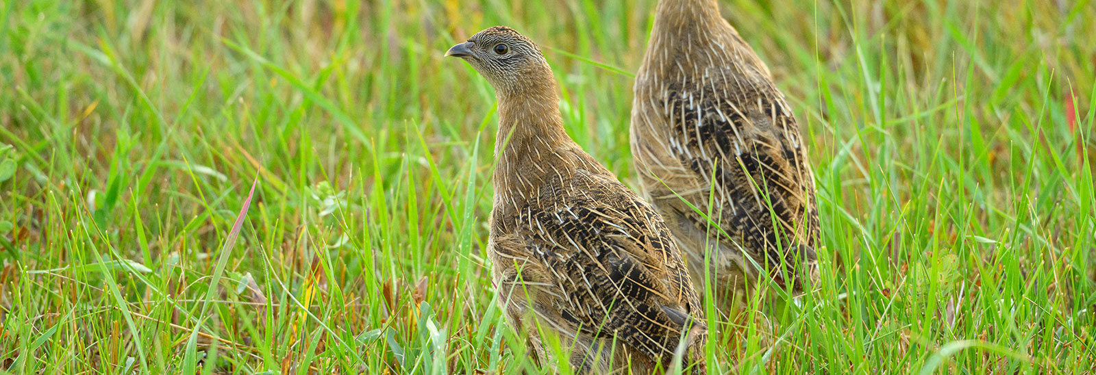 Pheasant rooster
