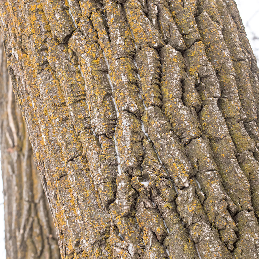 Tree bark