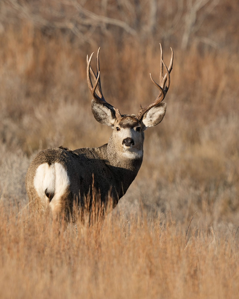 Mule deer in brown grass