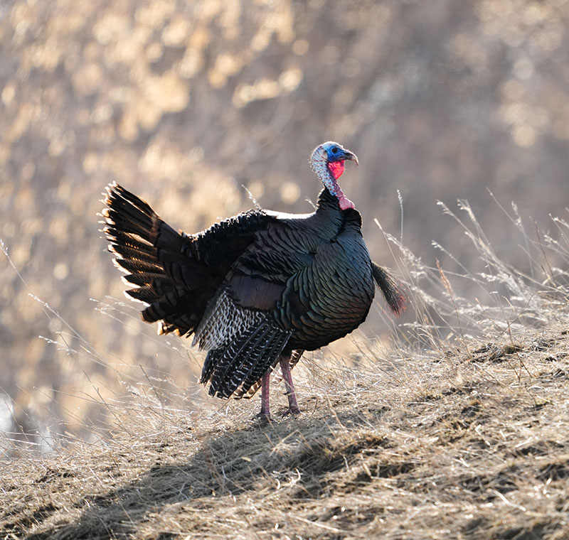 Wild turkey displaying on a hill