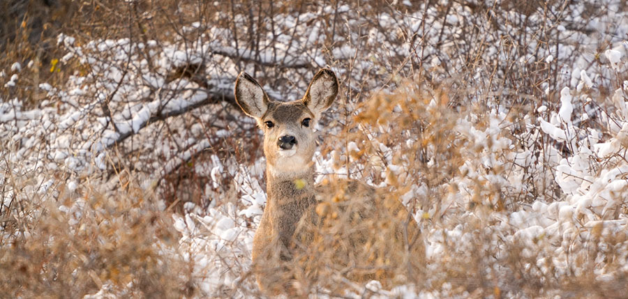 White-tailed doe in snow covered brush