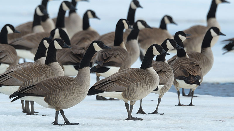 Geese standing on ice