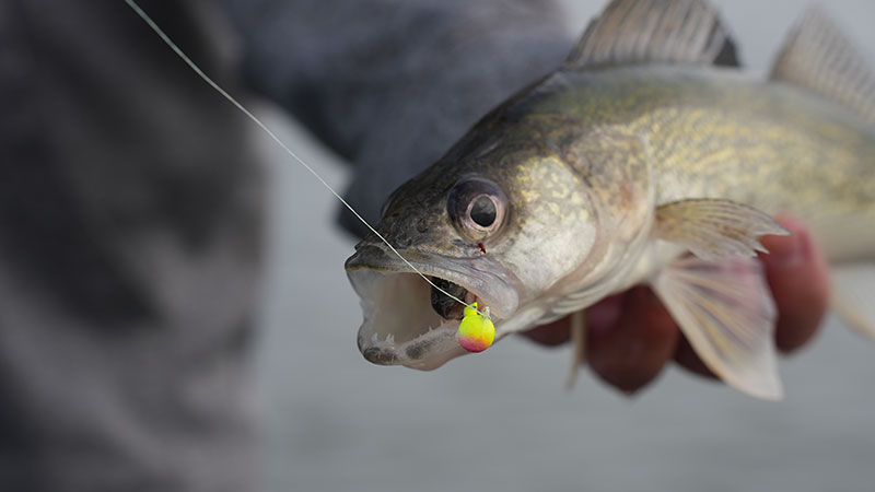 Walleye