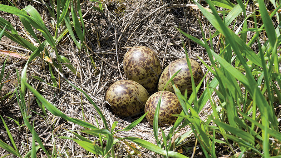 Long-billed curlew eggs