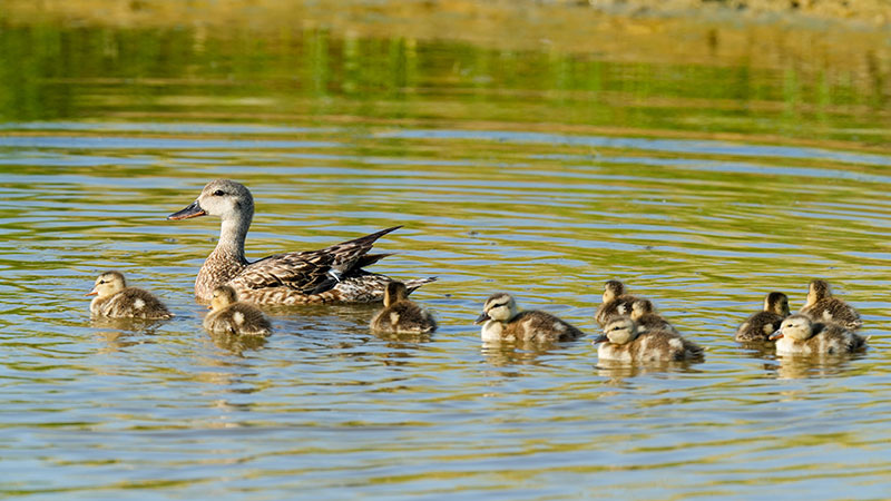 Duck brood in the water