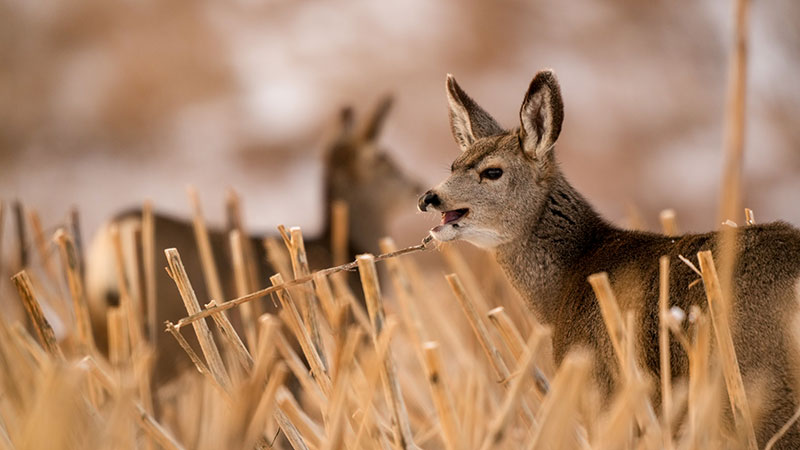 Mule deer in crop field