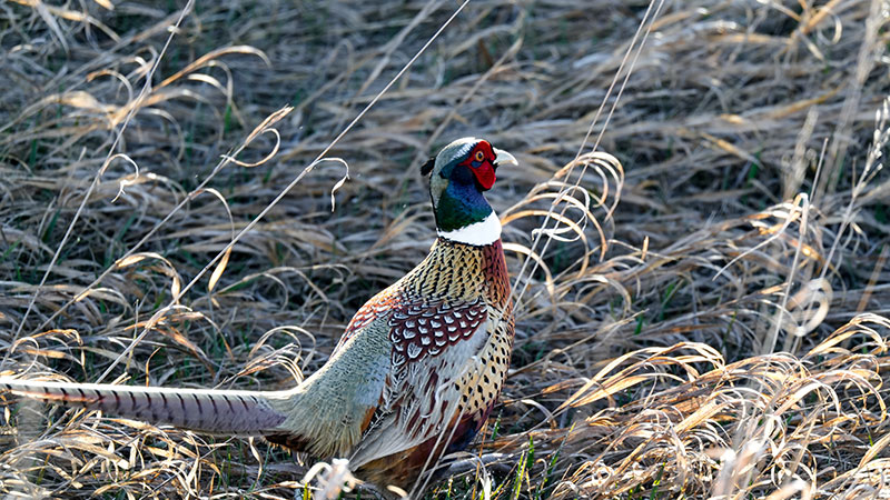 Pheasant rooster in dry grass