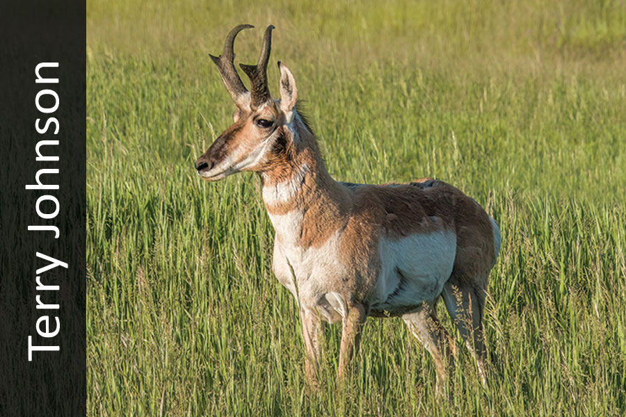 Pronghorn in green grass