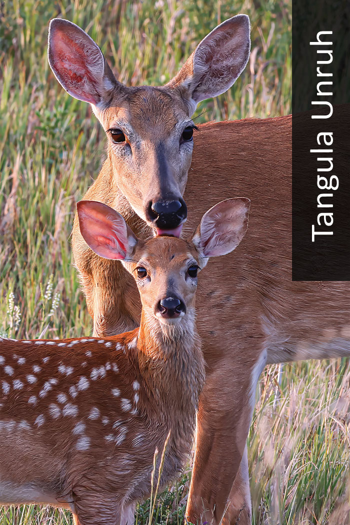 Deer licking fawn