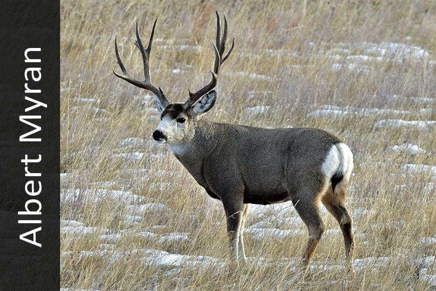 Mule deer buck