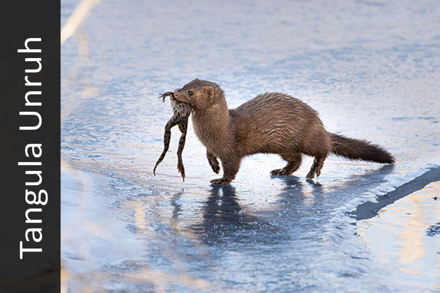 Mink carrying frog while walking across ice