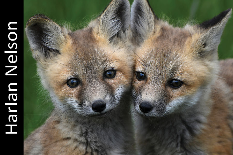 Two fox pups