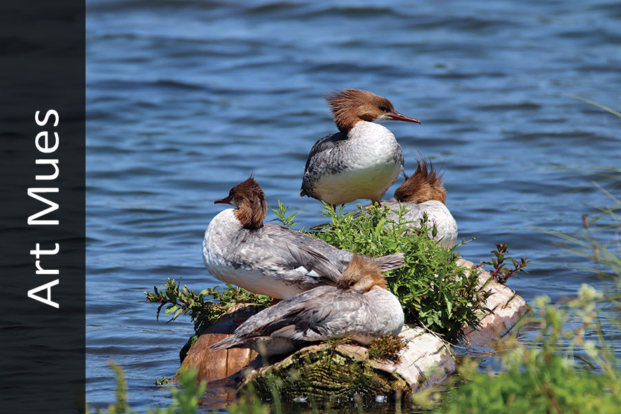 Common Mergansers