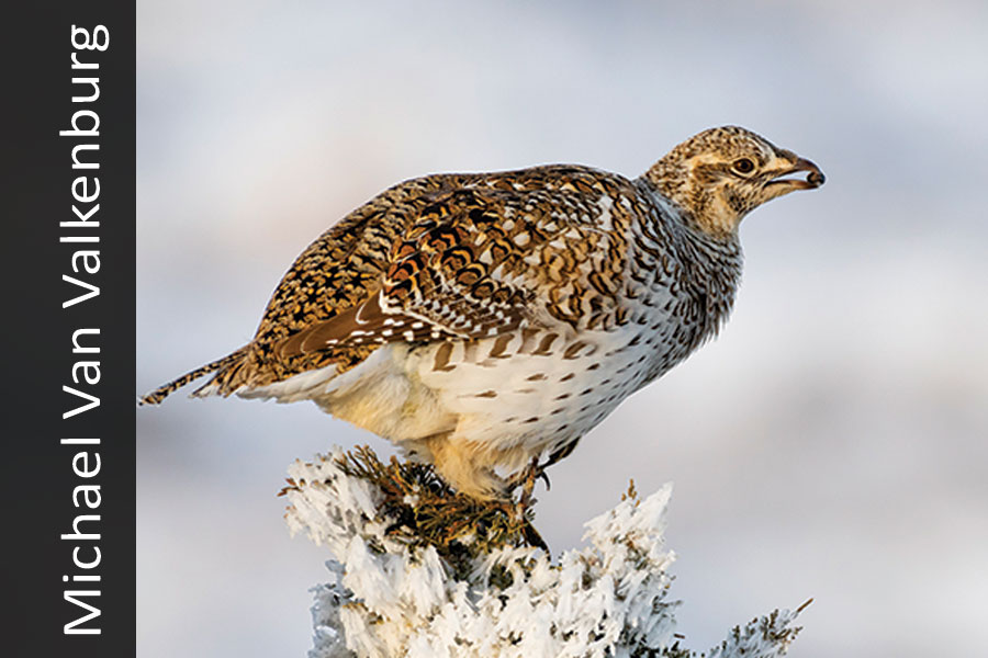 Sharp-tailed grouse in snowy bush