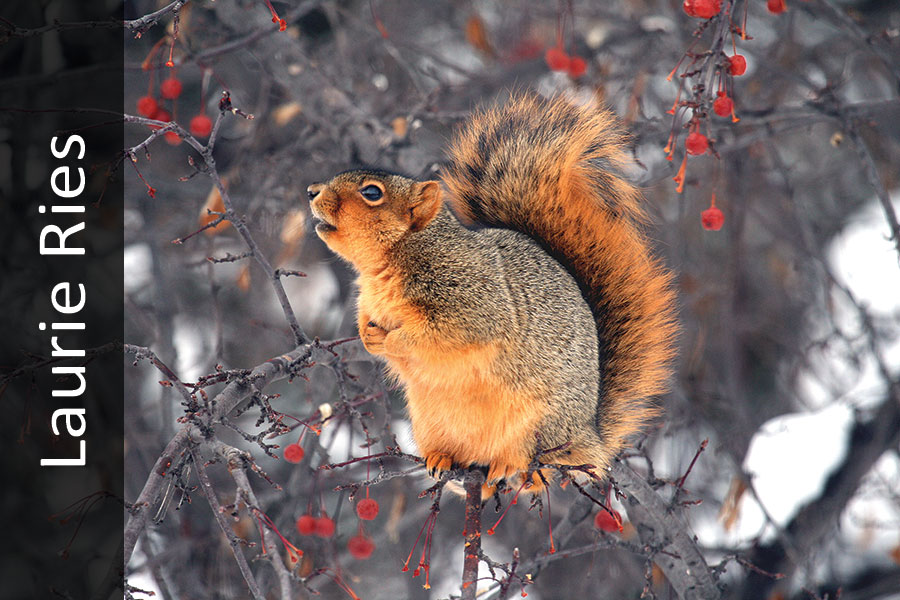 Fox squirrel in tree