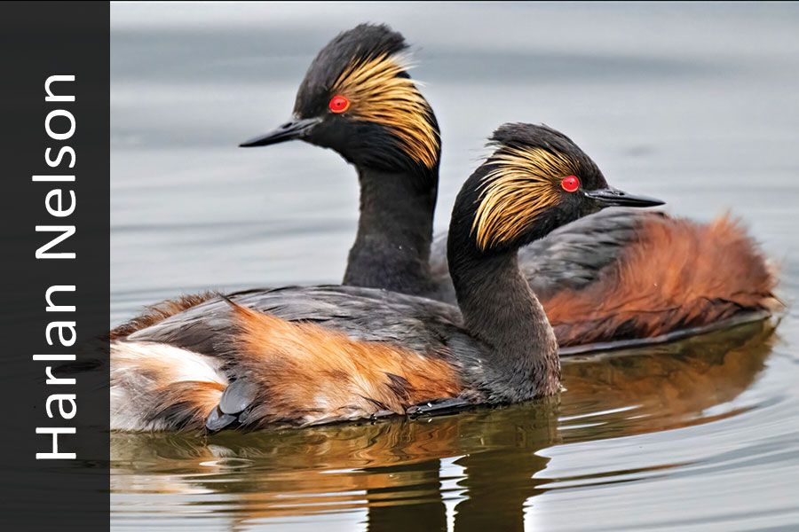 Eared grebes swimming