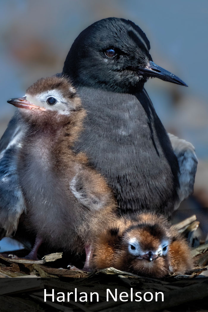 Black tern with chicks