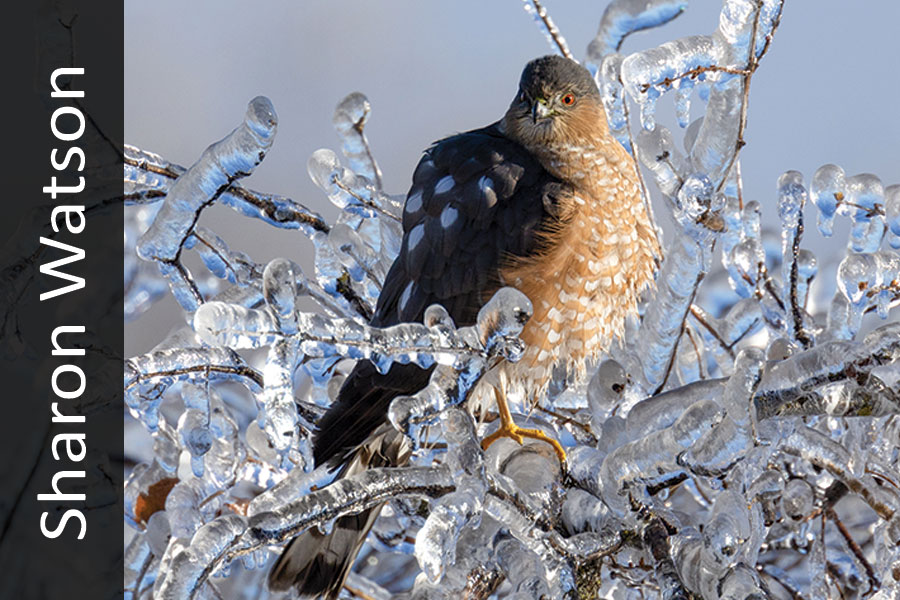 Sharp-shined hawk in ice covered tree