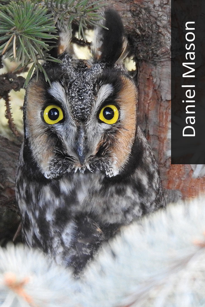 Long-eared owl in tree