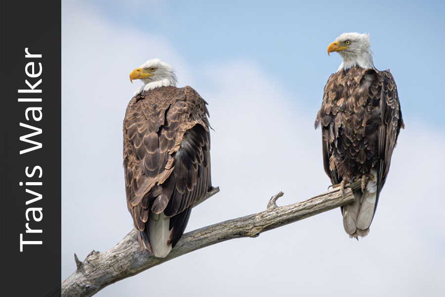 2 bald eagles on a dead branch