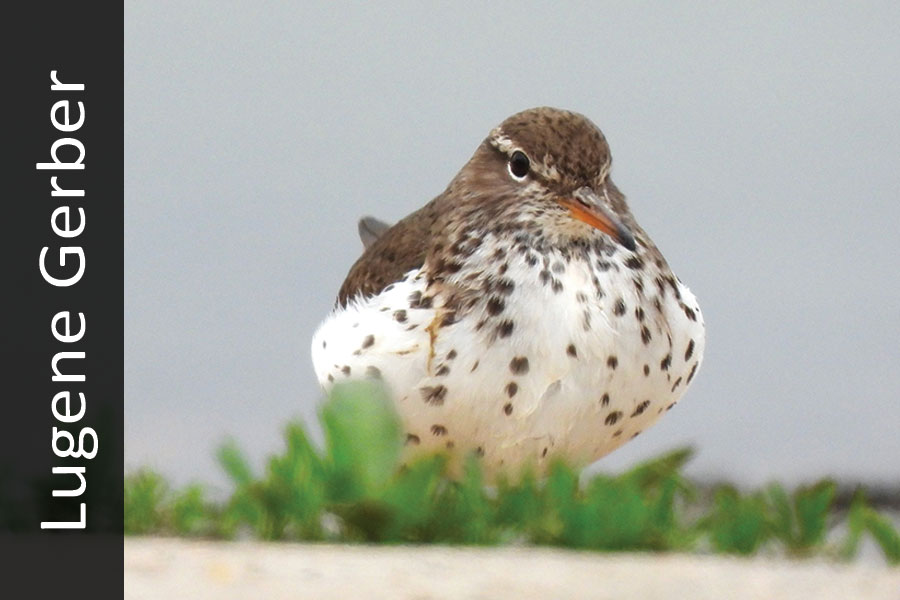 Spotted sandpiper