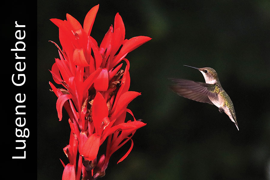 Ruby-throated hummingbird flying by red flower