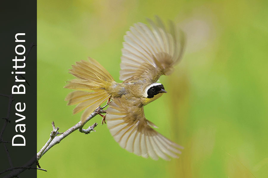 Common yellowthroat flying