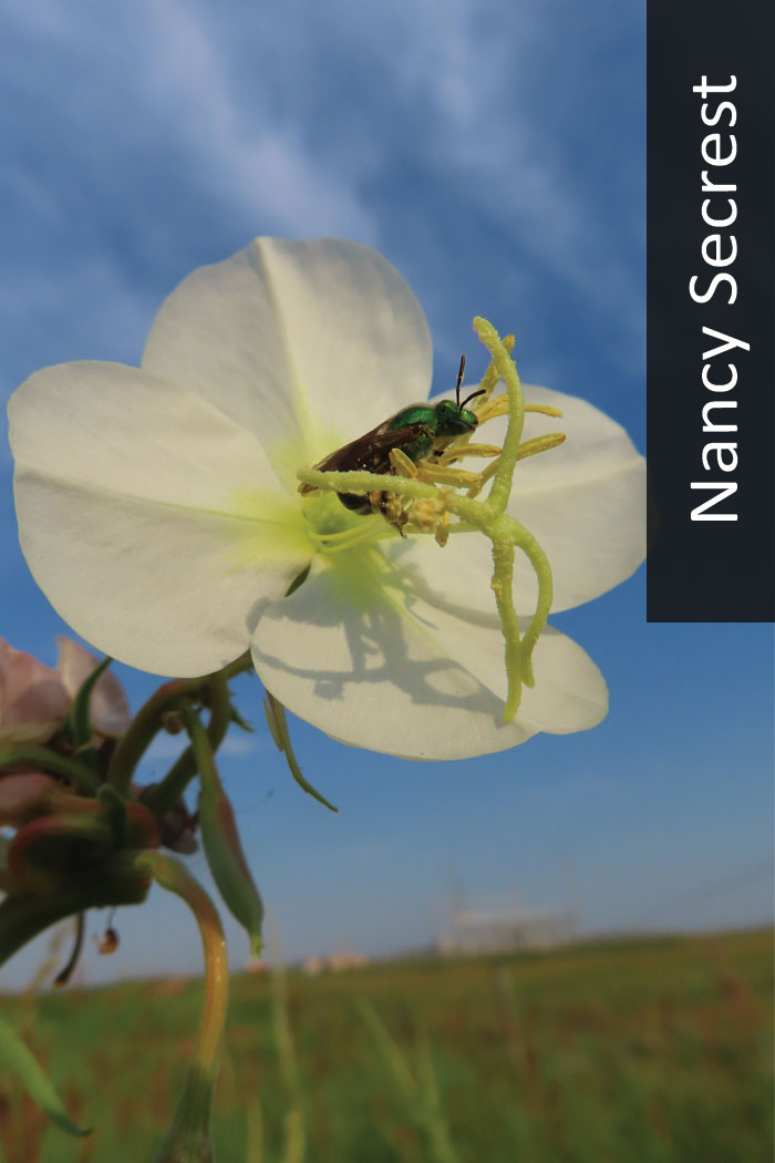 Sweat bee on evening primrose