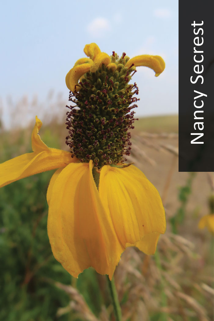 Prairie coneflower